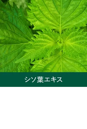 シソ葉エキス