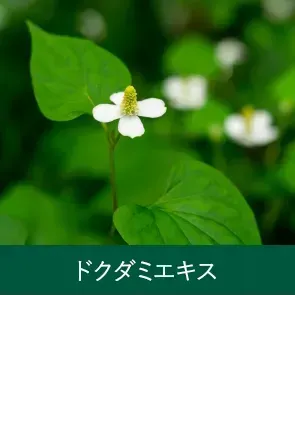 ドクダミエキス