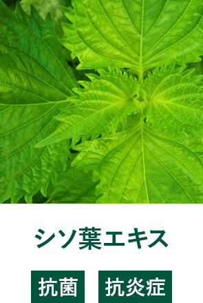 シソ葉エキス